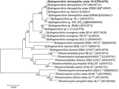 Sulfur Metabolism of Hydrogenovibrio thermophilus Strain S5 and Its Adaptations to Deep-Sea Hydrothermal Vent Environment